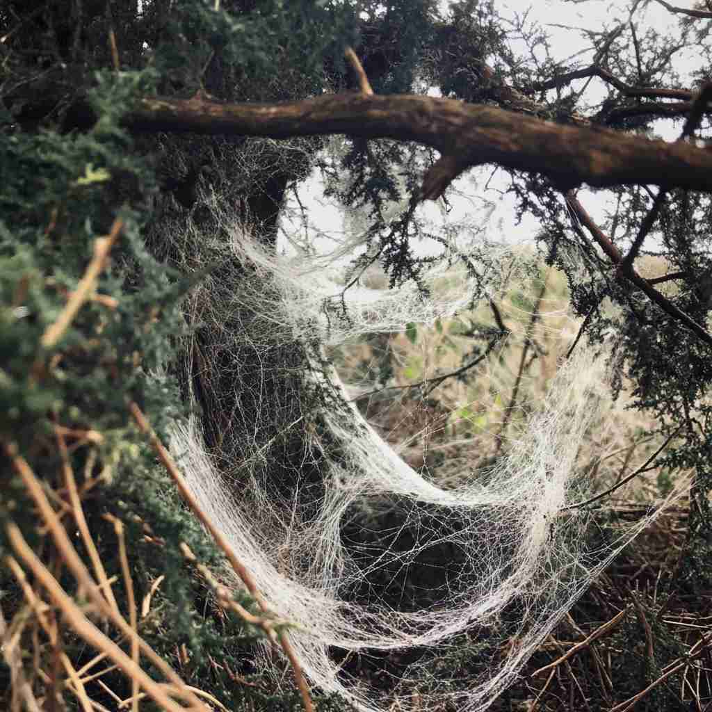 Kada paučina postane užad